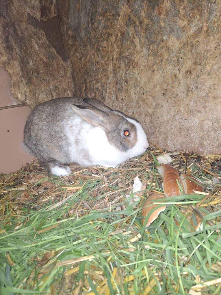 Vând iepuri de casa!!