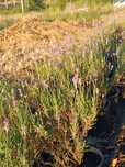 Lavanda la ghiveci