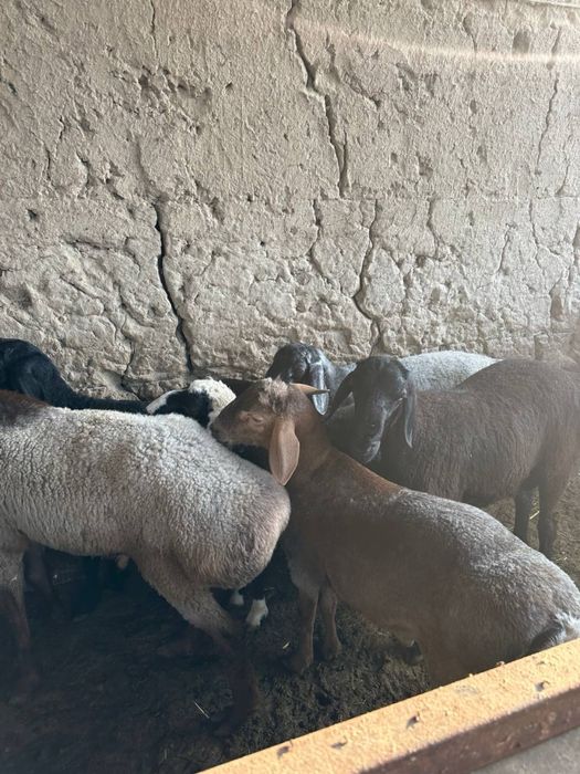 Qurbonlik uchun sifatli va xalol boqilgan quylar