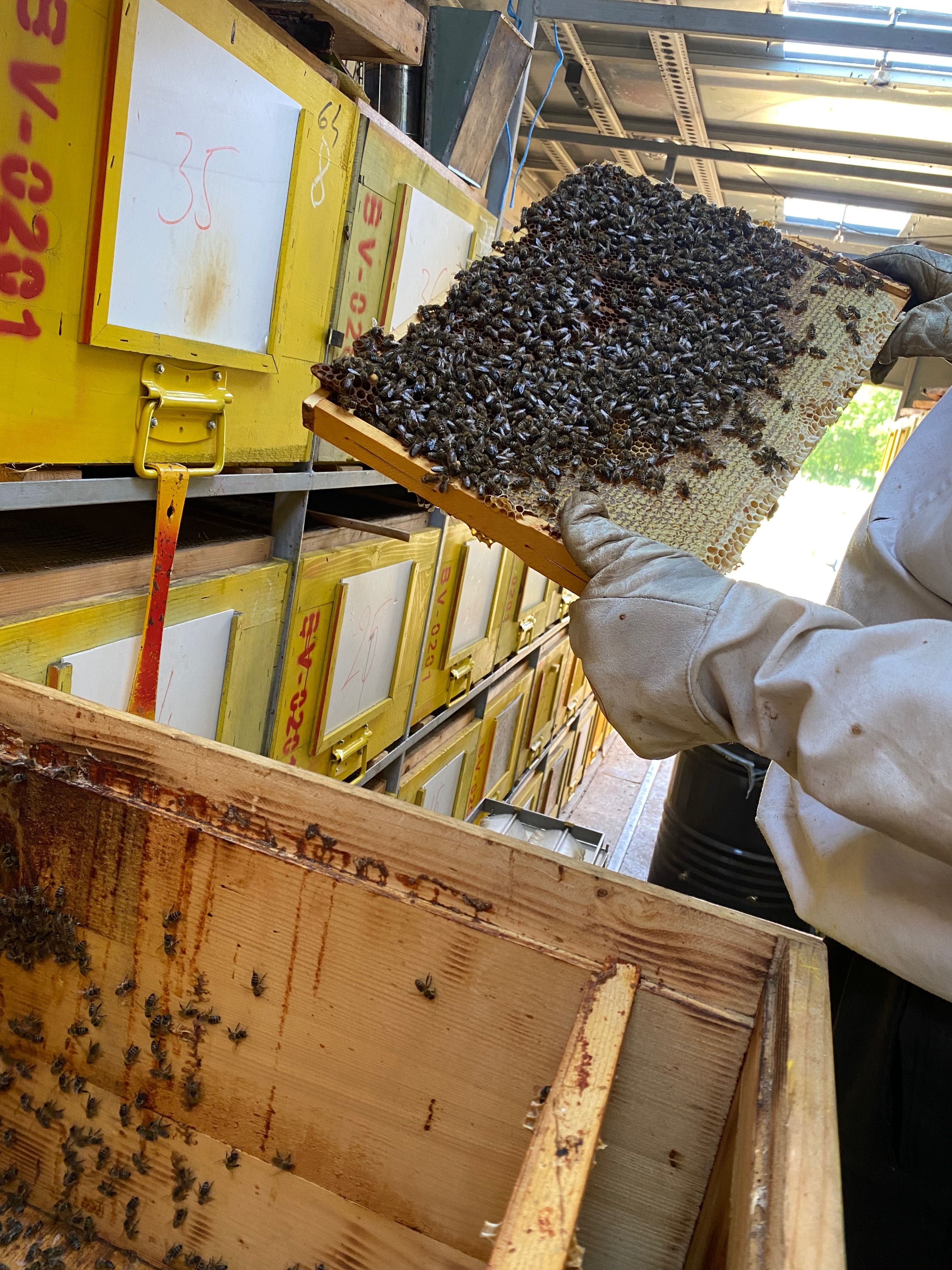 Miere NATURALĂ de SALCÂM, TEI și POLIFLORĂ direct de la producător