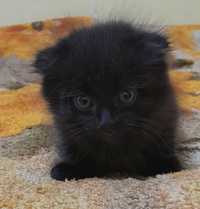 Котёнок,чёрный, вислоушка