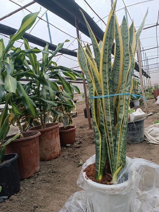 Xonaki gullar sotiladi