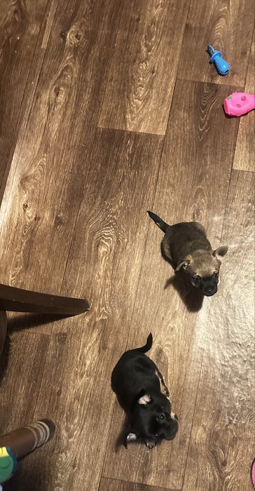 Чихопинчер бебета