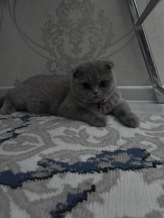 Shatlandski fold 1yosh qiz soglom