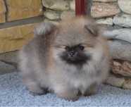 Fetita  pomeranian mini/toy!