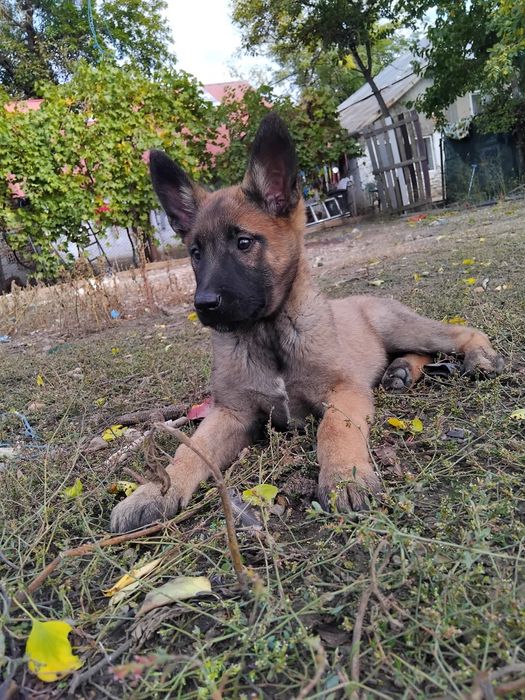 Ciobănesc belgian malinois