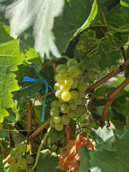 Struguri și vịn alb demisec de Târnava