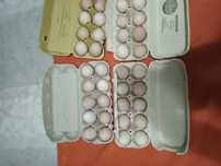 Oua pentru incubatie de australorp negru