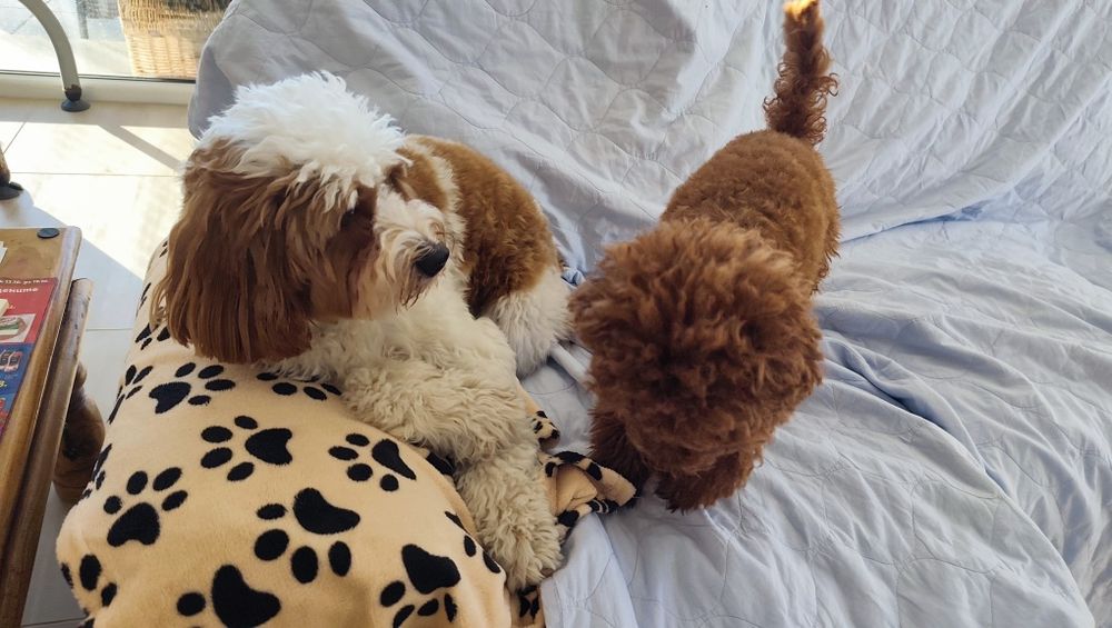 Гледане на домашни любимци (Хотел за животни)