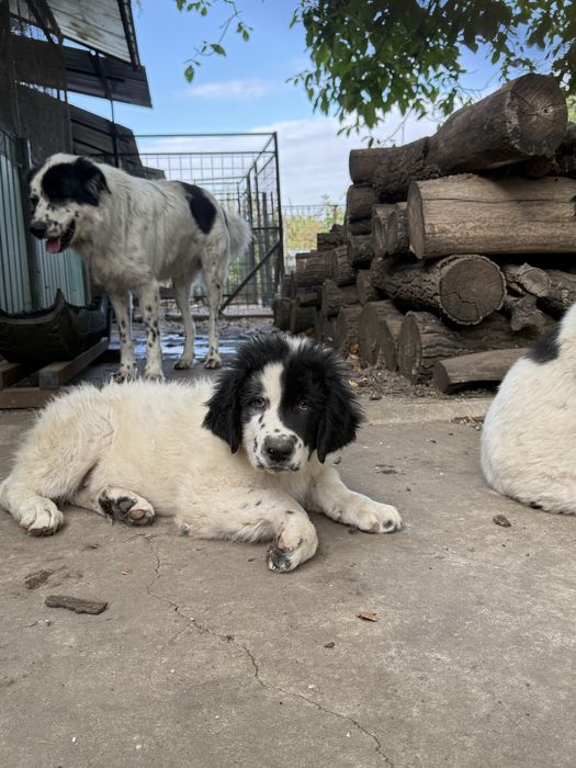 Catei ciobanesc de bucovina