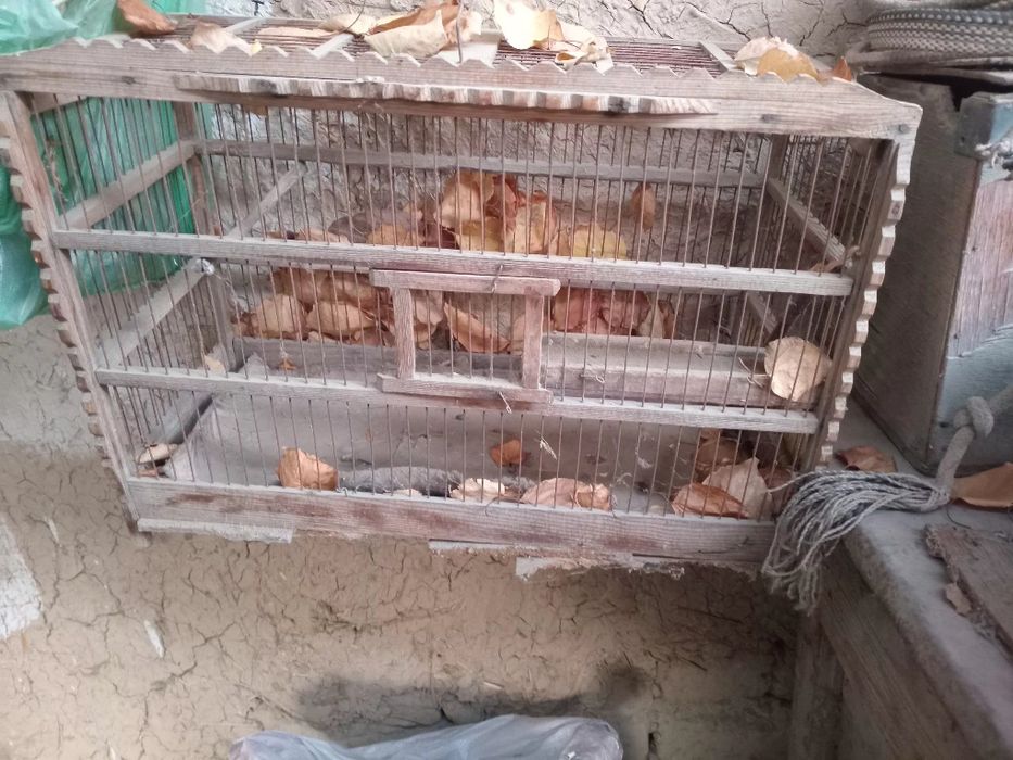 Сотиладигон  кушларга кафаст бор