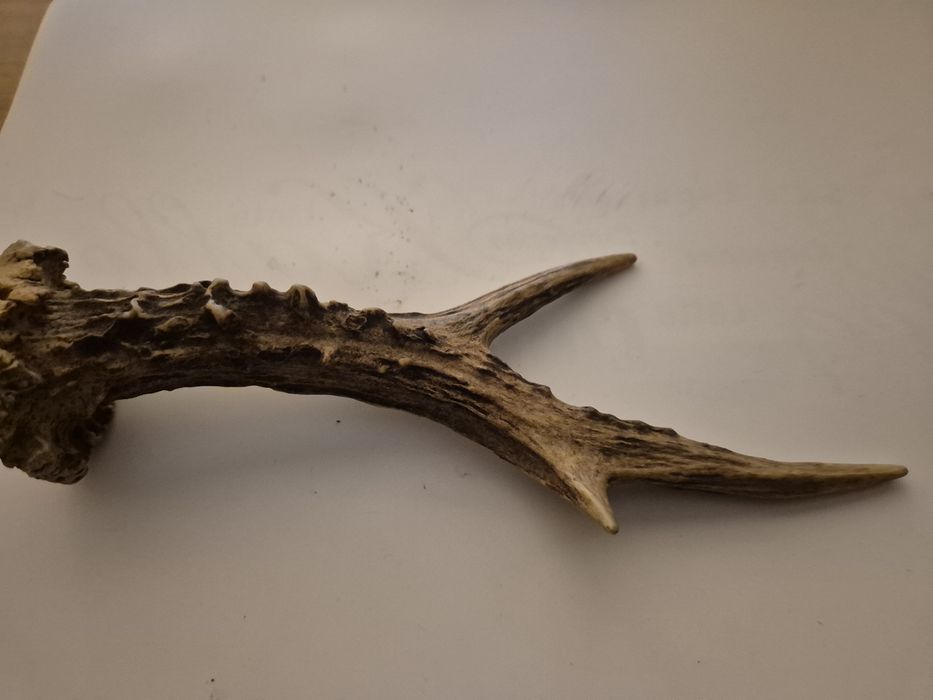 Suporti pentru montat trofee de vanat si un corn de caprioroare