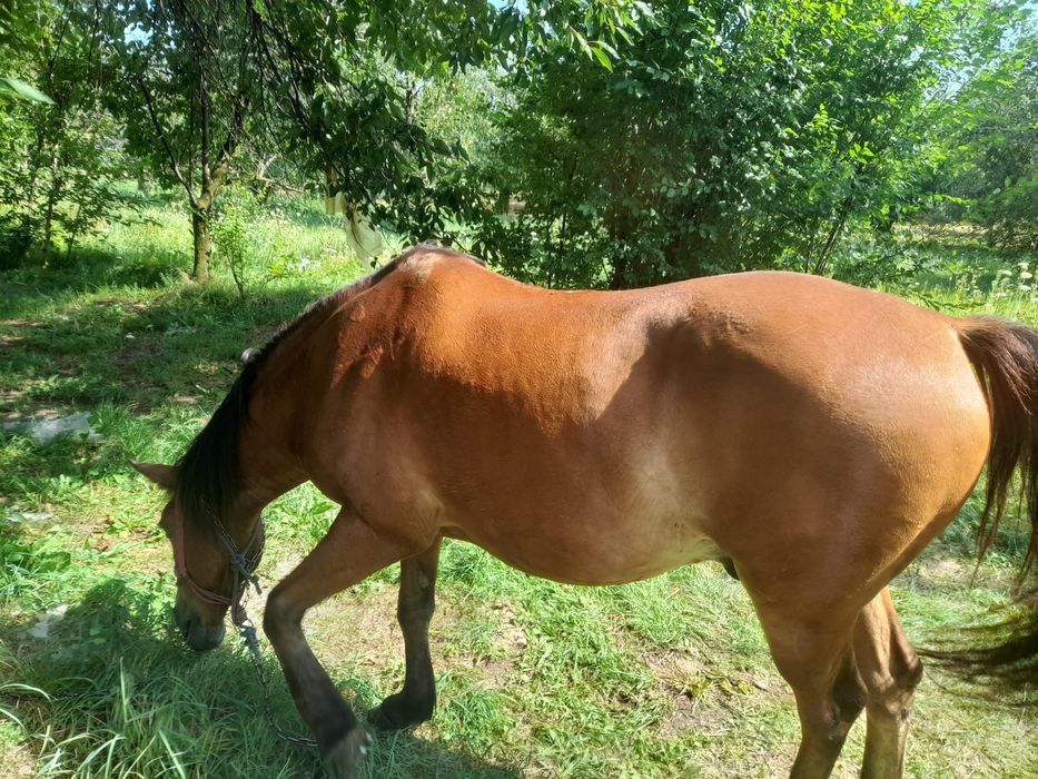 Cal de vazare, 13 ani,