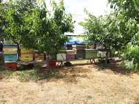 Familii albine de vanzare