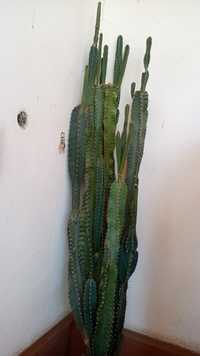 Kaktus boyi 2- metrga yaqin. 10-yillik.