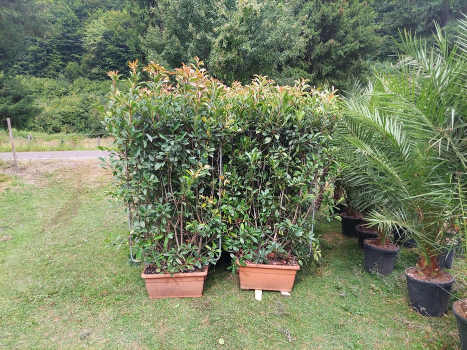 Plante ornamentale pon pon Ylex buxus glob pe tija leilandi brazi argi