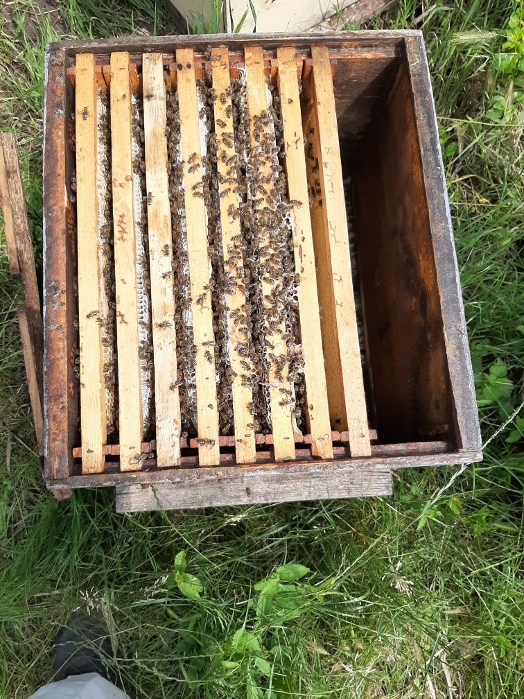 Invit in 2023 la extractie si cumparare miere. Livrare la domiciliu