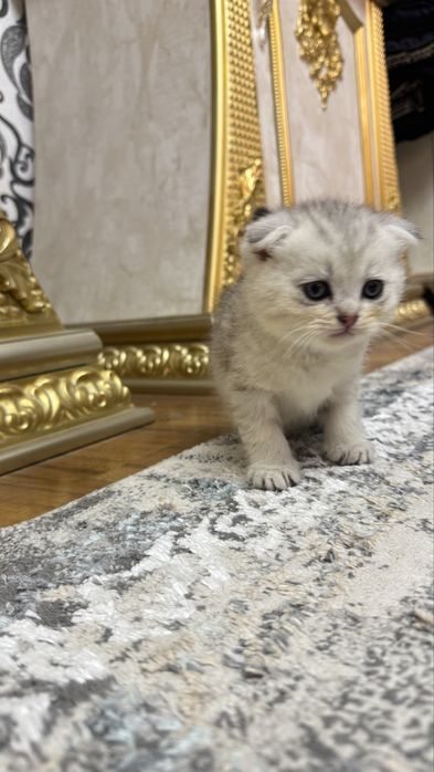 Arzonga seribristiy quloqchasi qaytgan shinshilla mushukcha