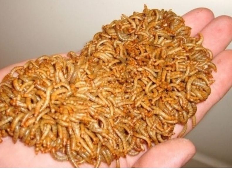 Viermi de făină , mealworms.