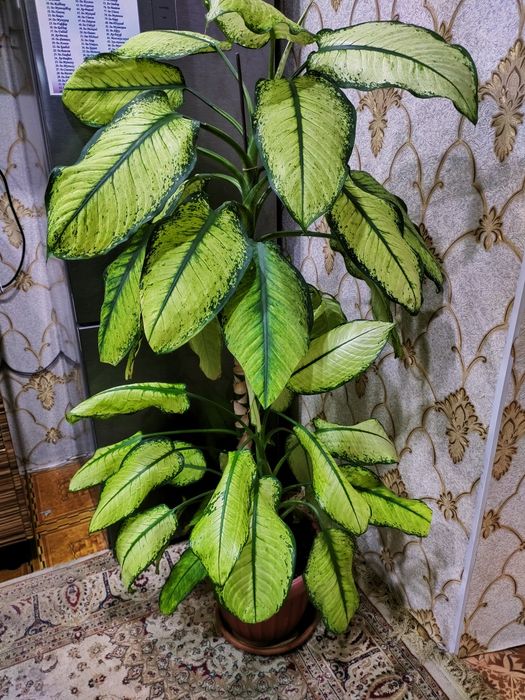 Шеффлера. Есть доставка