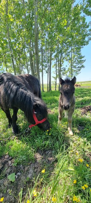 Vand sau schimb 2 poneițe negre