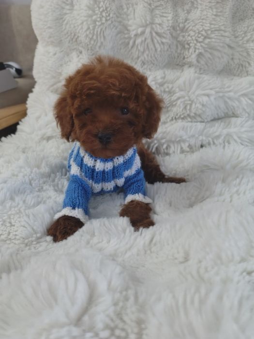 Mascul pudel talie mica