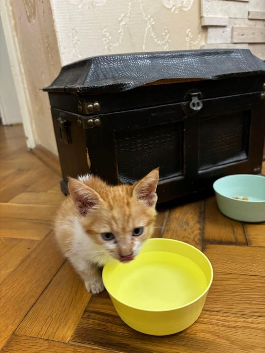 Мъжко котенце на месец и половина