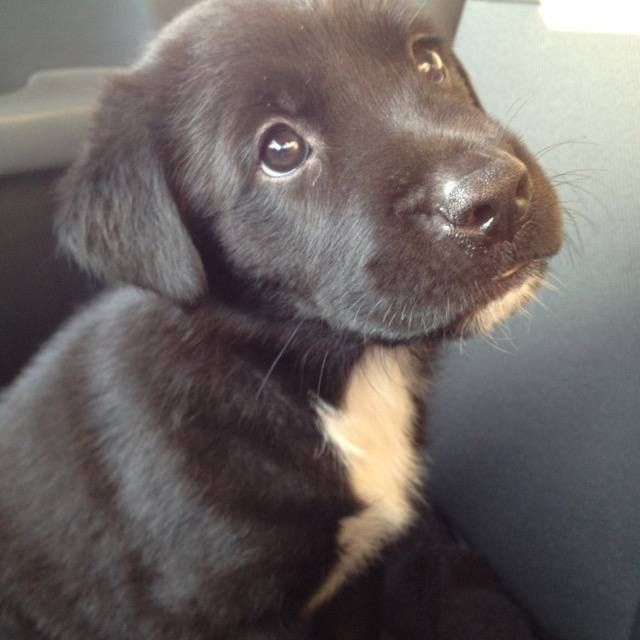 Милый щенок Мася в поисках любящей семьи