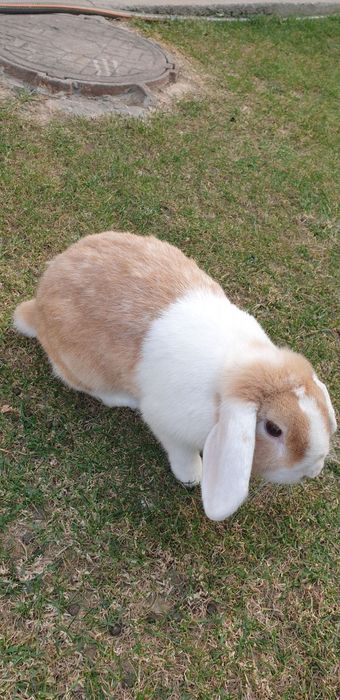 Quyon sotiladi yoki barter