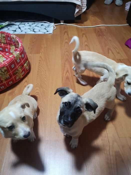 Donez catelusi  forte bine ingrijiti