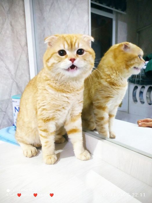 Скотш фолд золотая шиншилла чистый крови мальчик оригиналная 100%