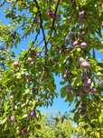 Prune pentru tuica D'agen (Darjan) si Stanley