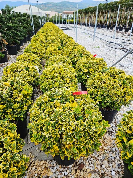 Evonymus Evergreen , Loropetalum, PonPon, Chiparos Italian