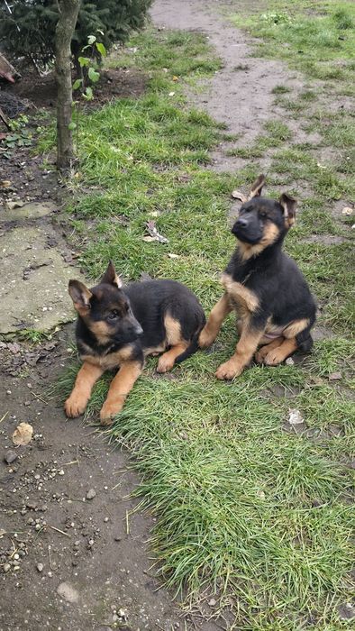 Ciobanesc german- femela, 2 luni