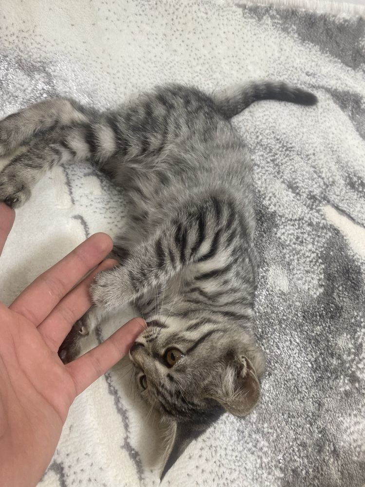 Бесплатно кошка 1
