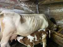 Vaca cu vitel de vanzare