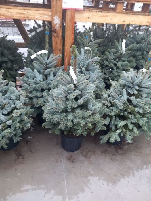 Vând brqzi verzi la ghiveci  și arginti