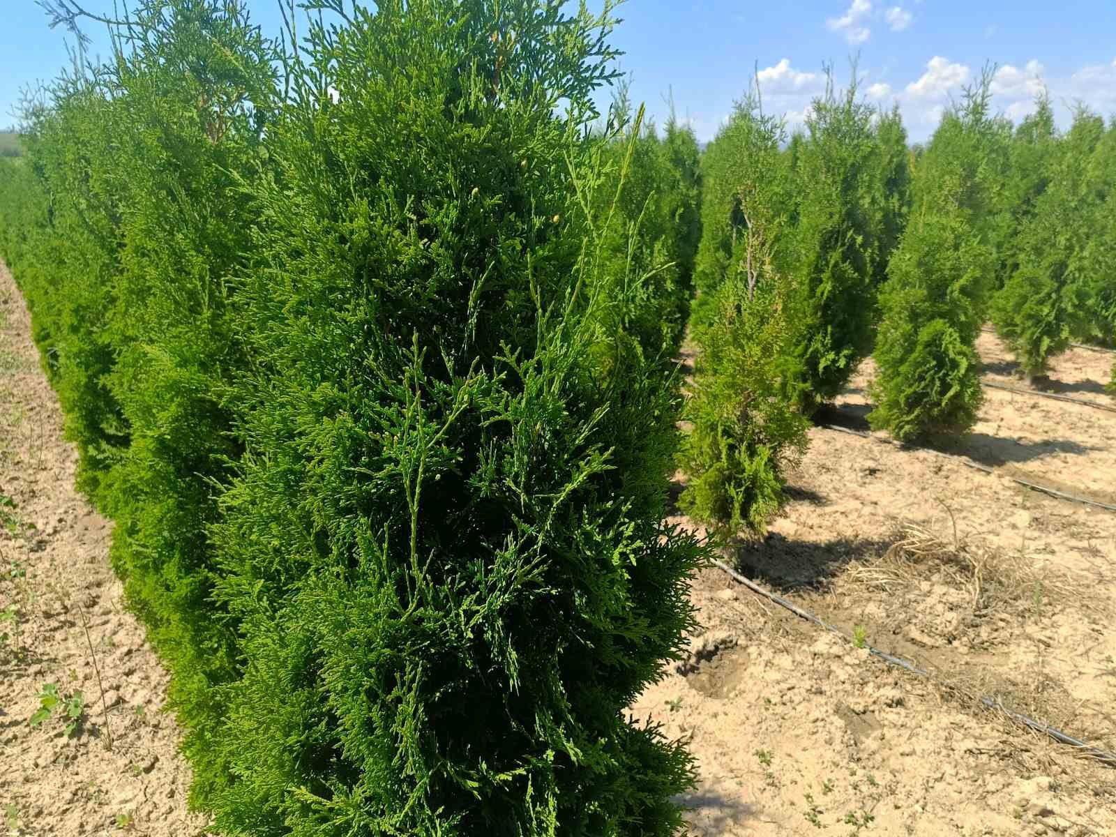 Западна туя от 0,60м до 1,50м