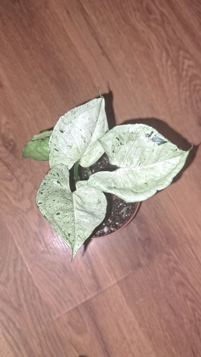 Сингониум серый призрак