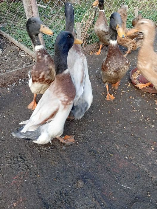 De vanzare rata idiene si altele