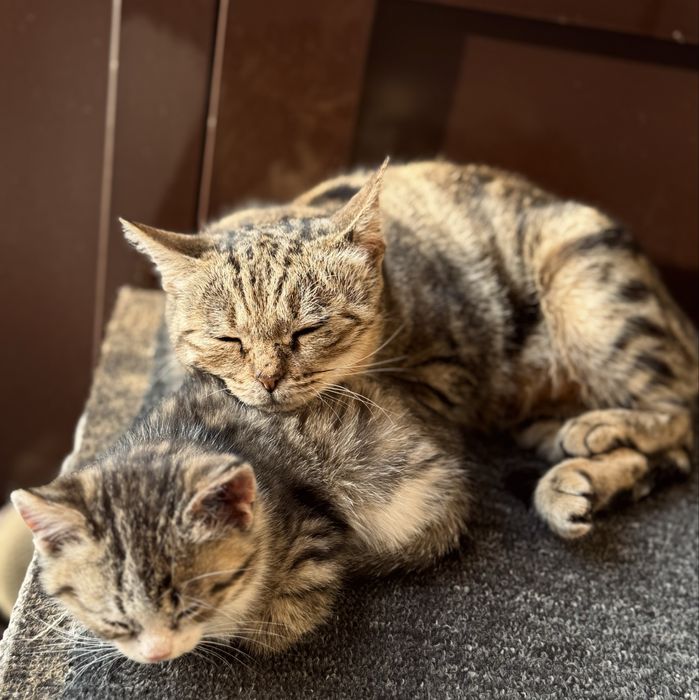 Отдам в добрые руки кошечек