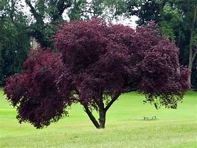 Corcodus rosu -Prunus Nigra