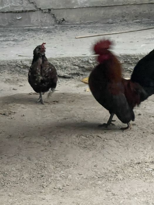 Япон хороз сотилади  товуги хам бор