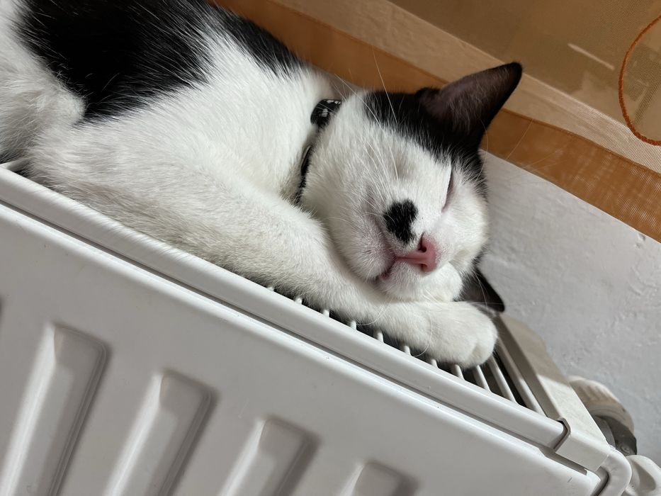 Donez motanel in varsta de 5 luni