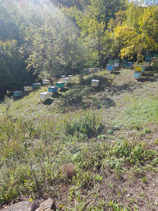 Stupi de vânzare cu albine