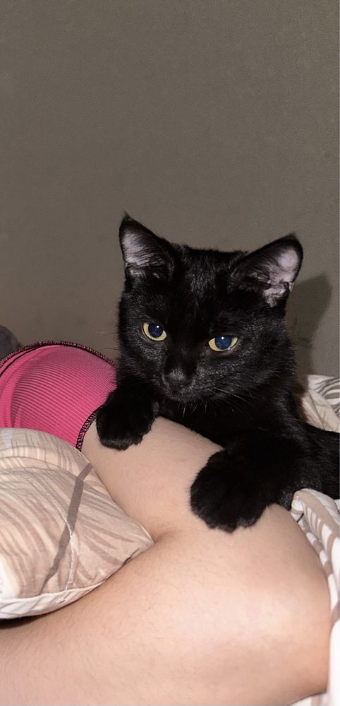 Котенок, 9 месяцев
