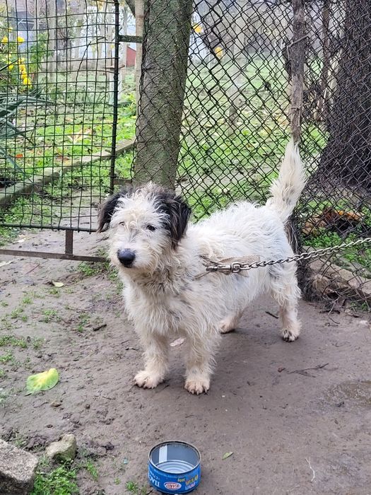 Подарявам кученце