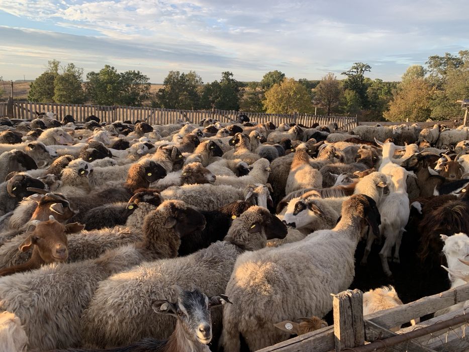 Vindem un lot de oi sanatoase,bine ingrijite ,de rasa mixta ,