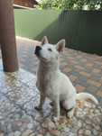 Husky alb, mascul, pedigree