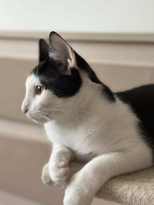 Simpaticul isi cauta o familie